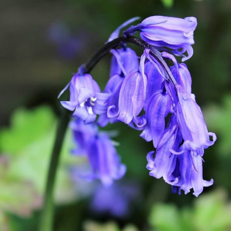 English Bluebell Bulbs