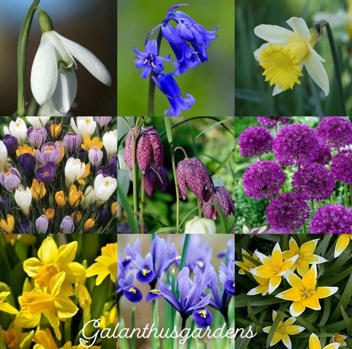 Mixed Spring Bulb Collection — Snowdrops, Bluebells, Daffodils, Crocus & More