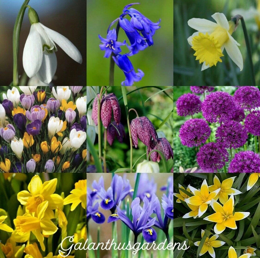 Mixed Spring Bulb Collection — Snowdrops, Bluebells, Daffodils, Crocus & More