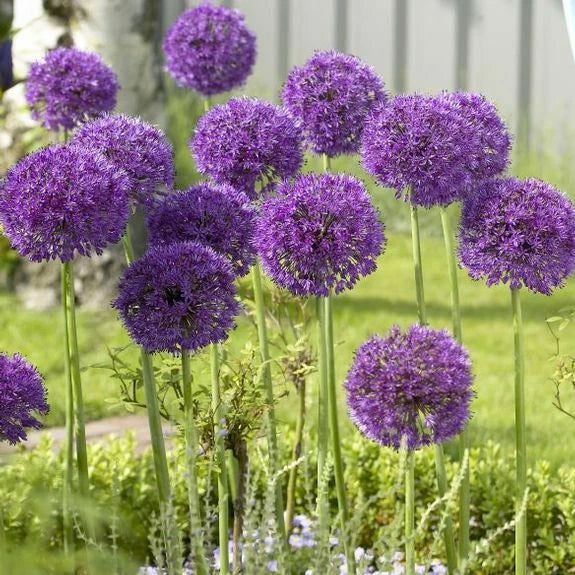 Allium Purple Sensation