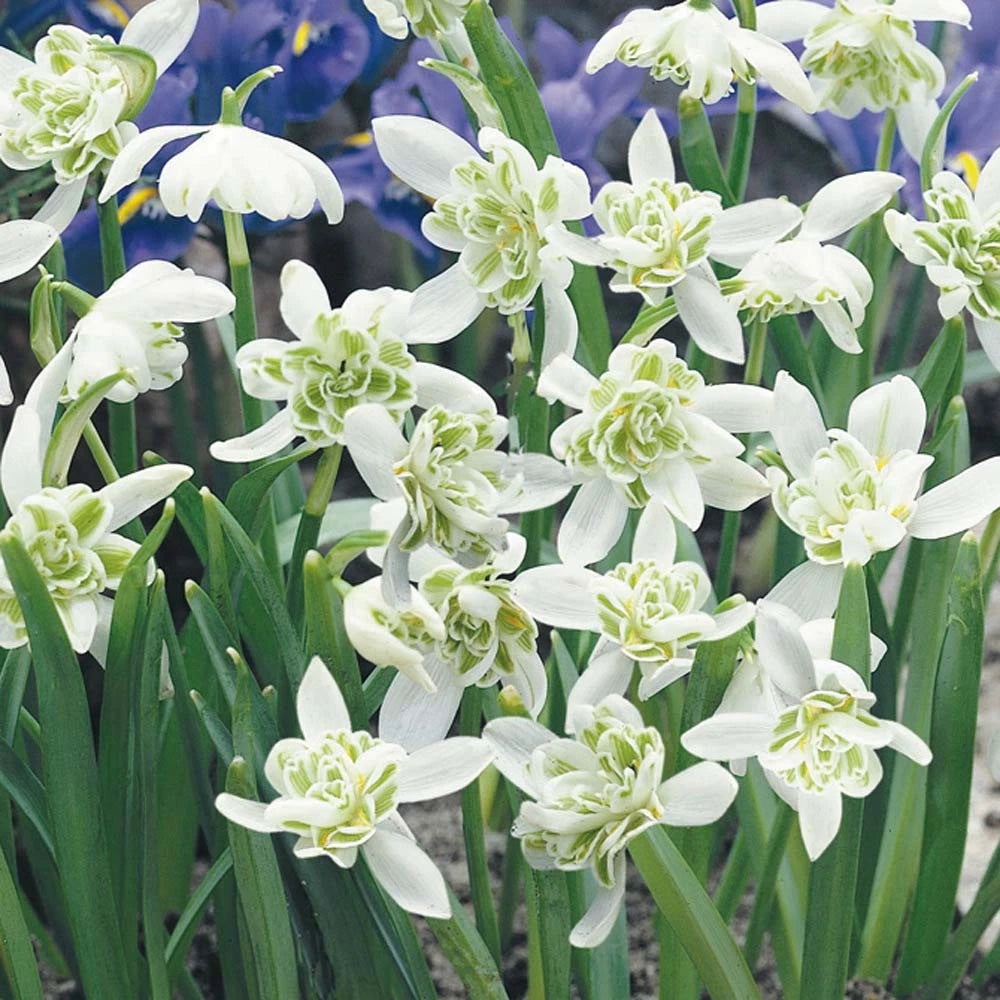 Double Snowdrop Bulbs (Flore Pleno)