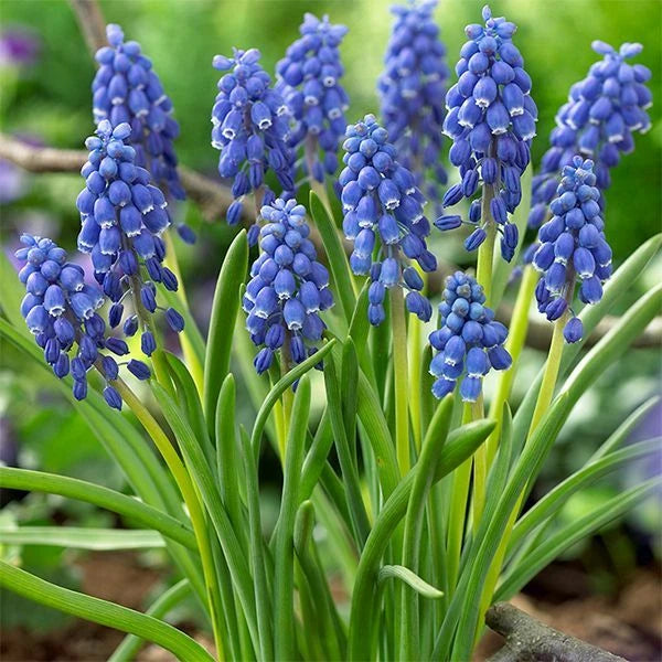 Muscari Blue Grape Hyacinth Bulbs