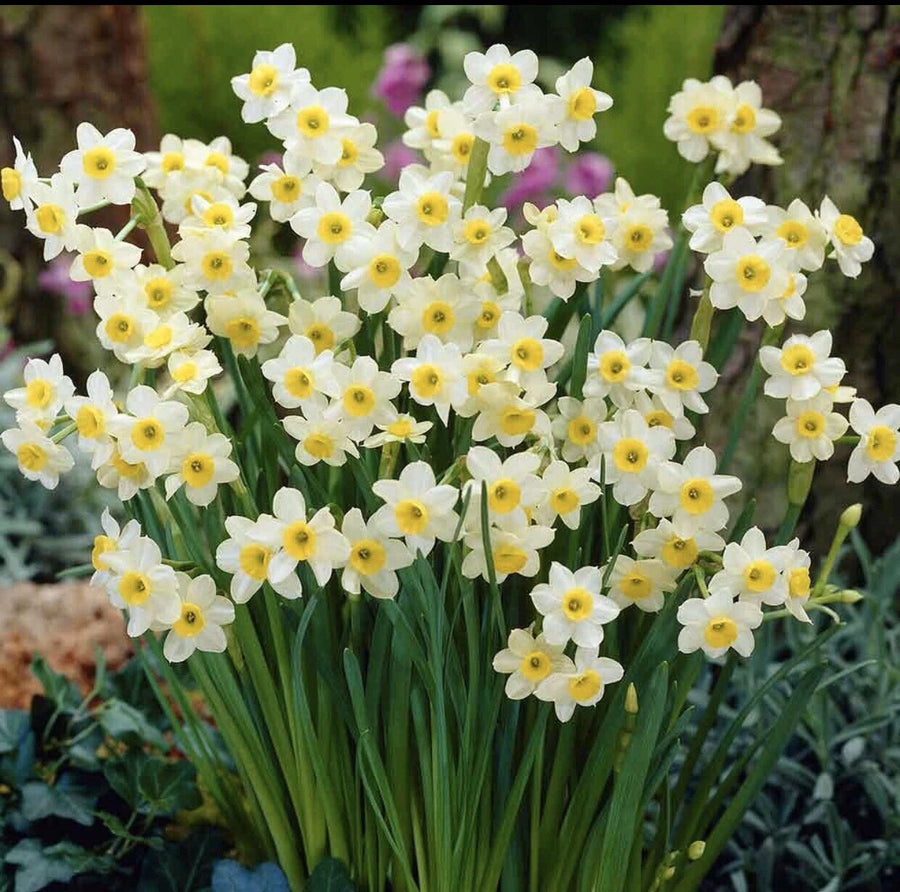 Miniature Daffodils Minnow