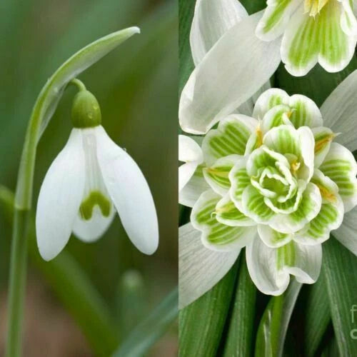 Single & Double Snowdrop Bulbs