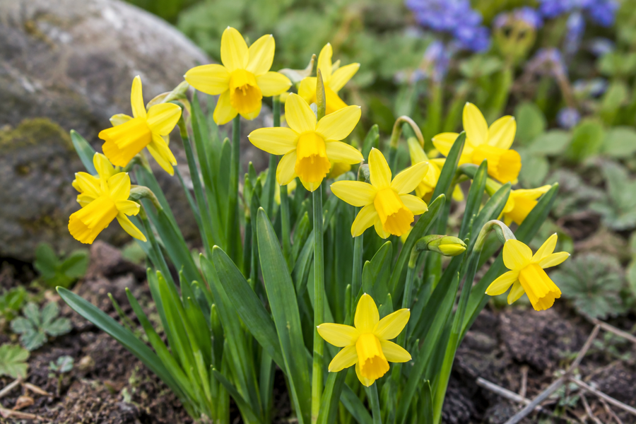 Miniature Daffodils Tête-à-Tête
