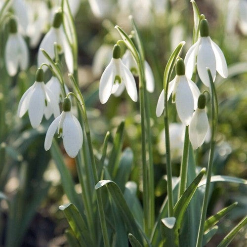 Single Snowdrop Bulbs (Galanthus nivalis)